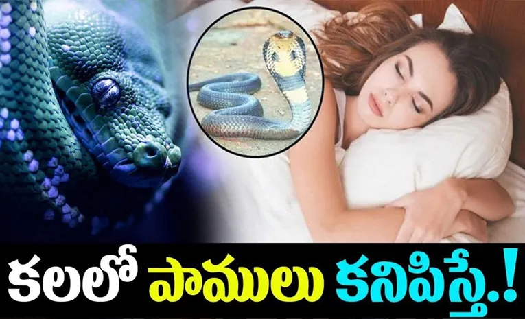 What Happens If Snakes Appears in Dreams ?
