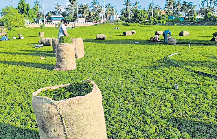 The decorative leaf grown in sandy soils is in high demand