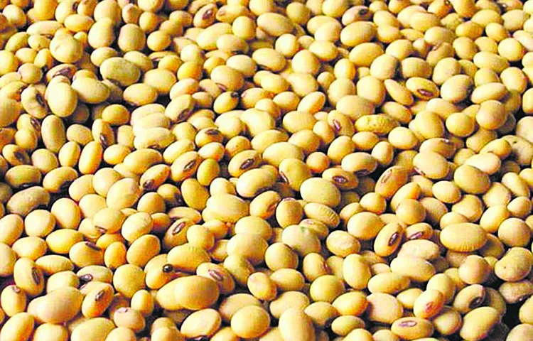Soya farmers are cheated by brokers
