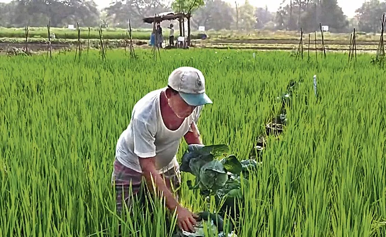 Cultivation of vegetables in paddy with gunny bags