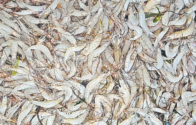 Department of Fisheries on Distribution of Prawn Juveniles