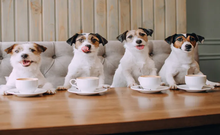 Chinese Pet Owners Send Dogs And Cats To Work In Cafes