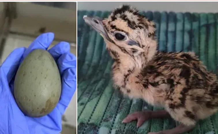 Rare Baby Bird Born from AI