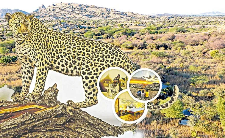 Sujan Jawai: Jawai Forest in Rajasthan