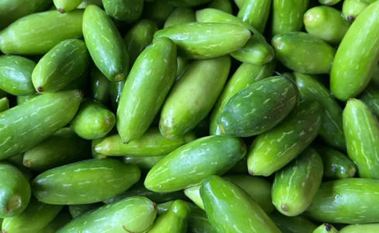 Intercropping Ivy Gourd - Best Crop and Income