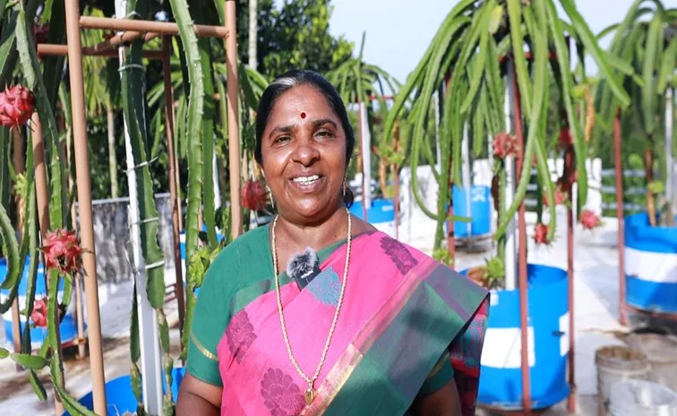 Post retirement Kerala Teacher Turns To Soilless Dragon Fruit Farming Earns Rs 1 Lakh