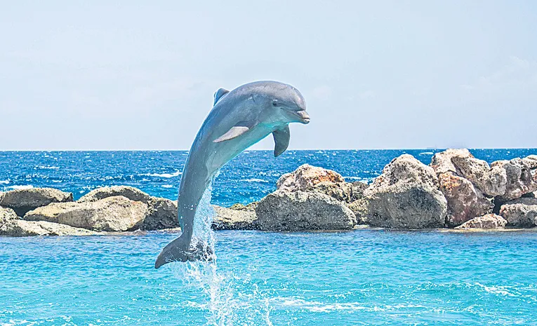 Dolphin 'smiles' may truly be a sign of playfulness