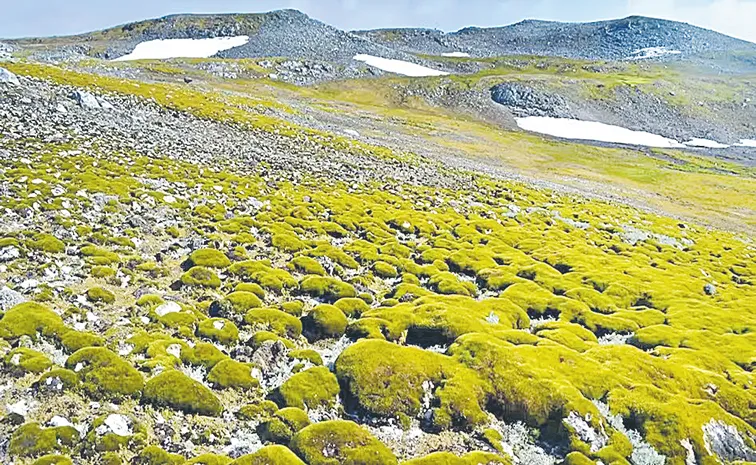 Satellite observations show accelerating greening of Antarctic Peninsula