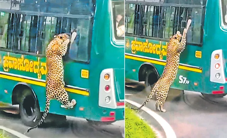 Bannerghatta National Park tourists scream in terror as leopard leaps onto safari bus