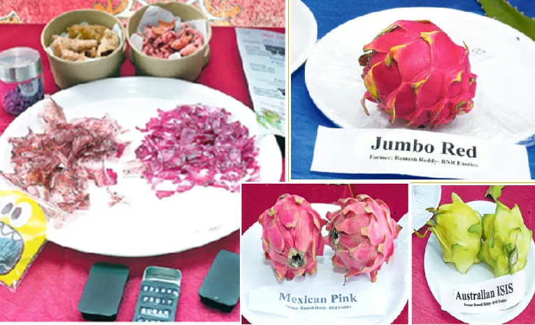 32 types of dragon fruit variety in Sangareddy