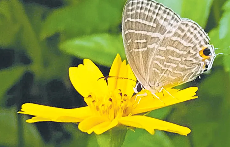 Identification of 60 species of butterflies