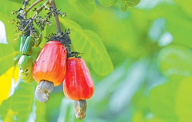Significantly reduced cashew yields