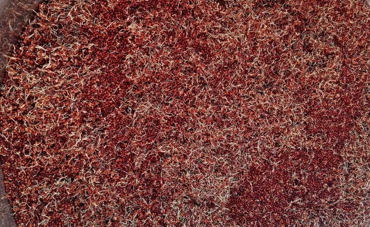 Sprouted and Roasted Ragi Powder Amazing Health Benefits