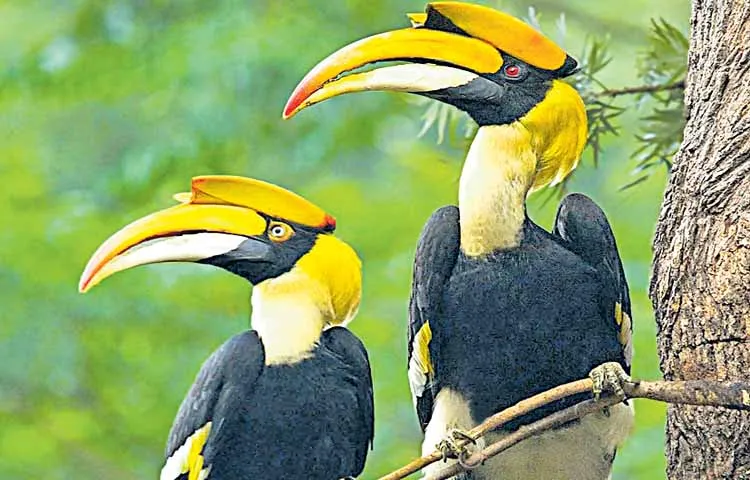 Annual hornbill festivals in Nagaland