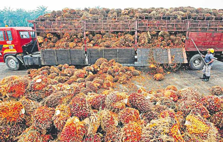 Price of oil palm increased