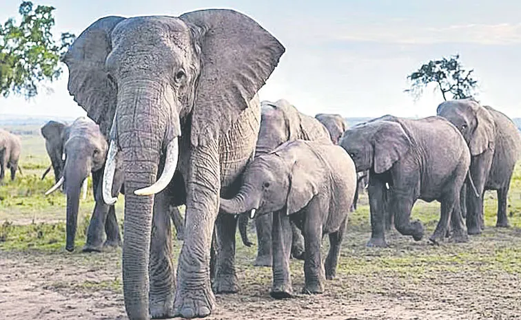 why Africa elephant population declines explained here