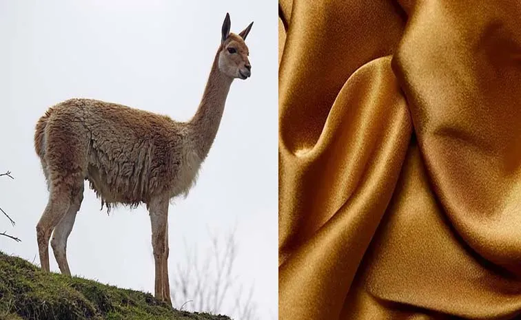 This Is The Worlds Most Expensive Fabric One Meter Piece Will