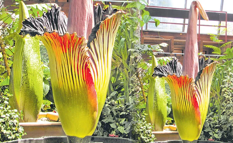 Photo feature on Melbourne Corpse Flower and India missile launch