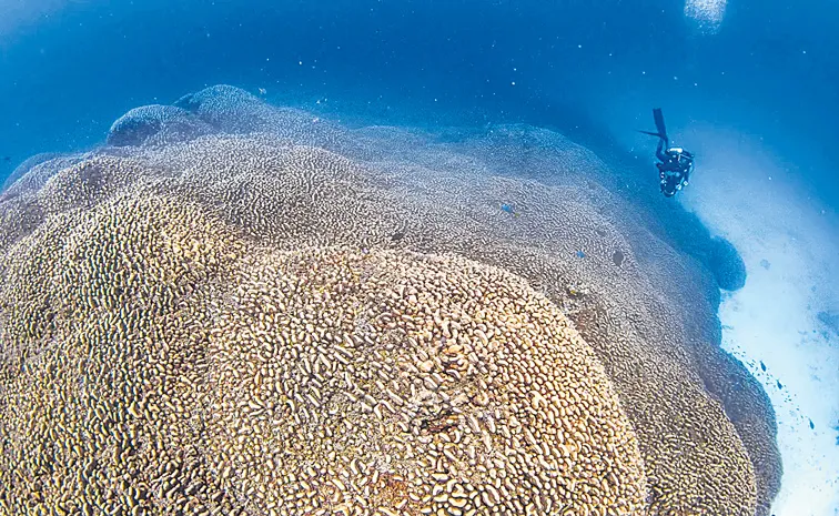 Scientists discover world largest coral