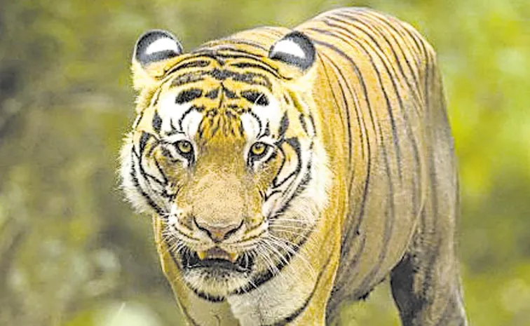 Tiger movement in Adilabad district
