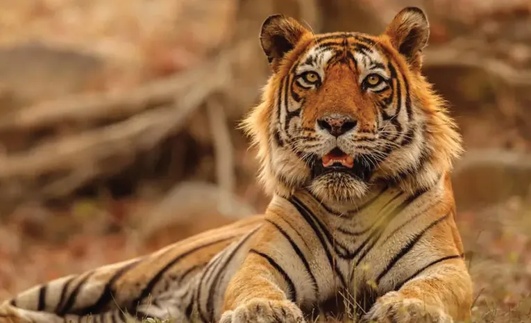 Cow Died in Tiger Attack