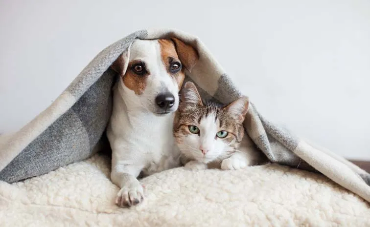 How To Take Care For Outside Pets In The Cold Weather