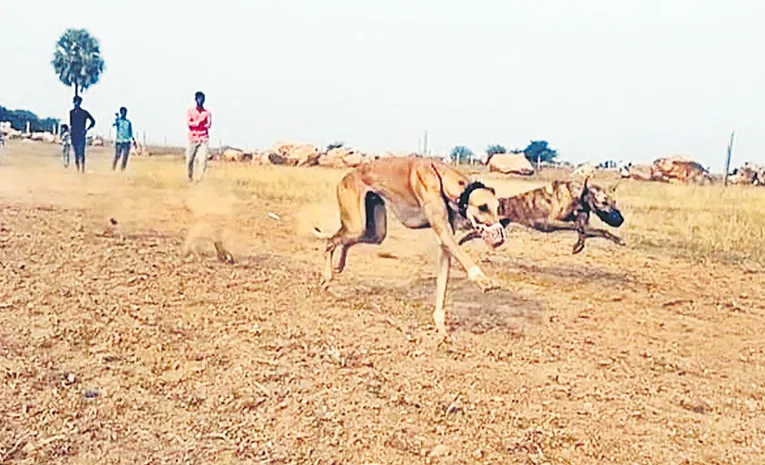Dog running race competition in aija Gadwal