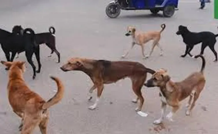 Stray Dogs Attacked On child: Aganampudi