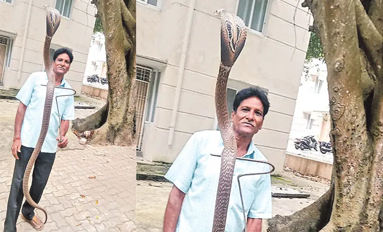 8 feet snake in tirumala