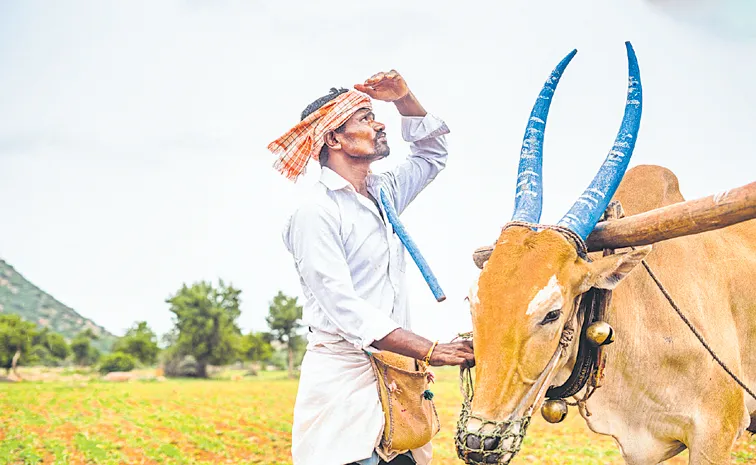Yasangi crop cultivation is causing concern among farmers