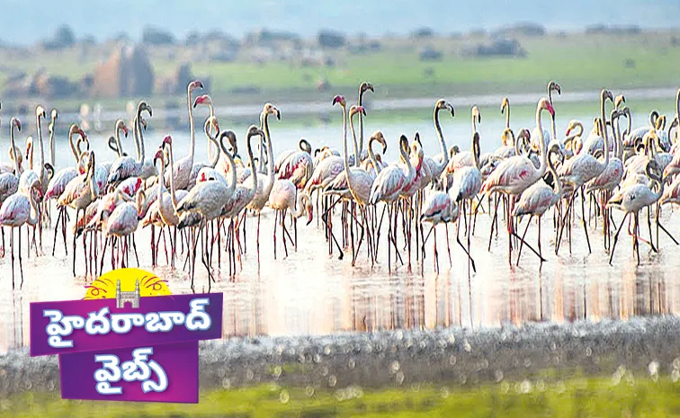 Rare Birds In Telangana