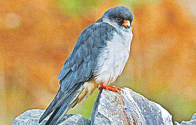 The latest migration of the Amur Falcon is surprising scientists