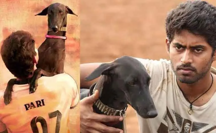 Pariyerum Perumal Fame Karuppi dog Dies in Accident