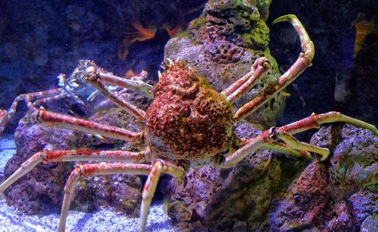 Do you know the details aboutJapanese spider crab looks like a spider