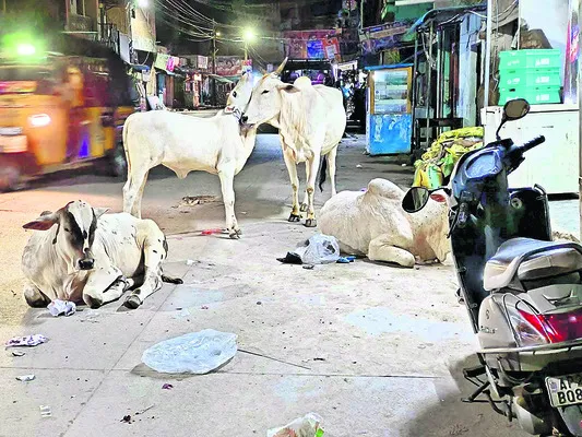 గోవు