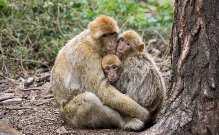 More than 40 monkeys escape research lab in South Carolina