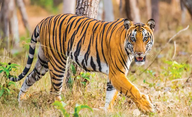 Royal Bengal Tiger Spotted In Warangal District