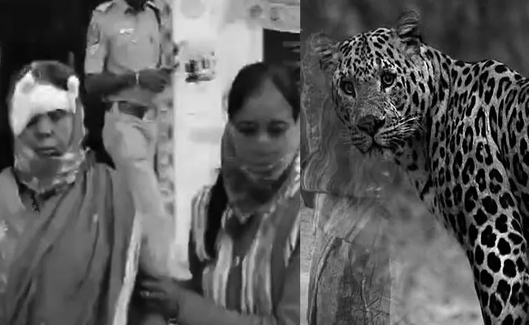 Cheetah Attack On Women At Adilabad District