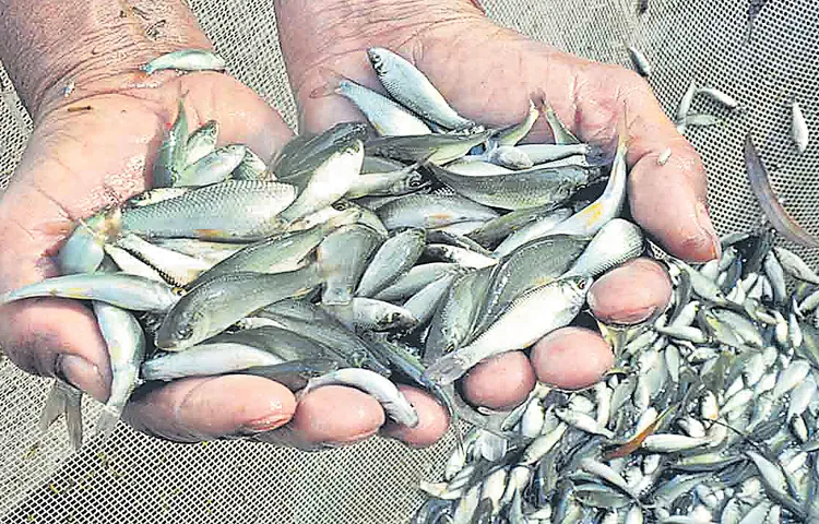 Free supply of baby fish not even exceeding 40 percent
