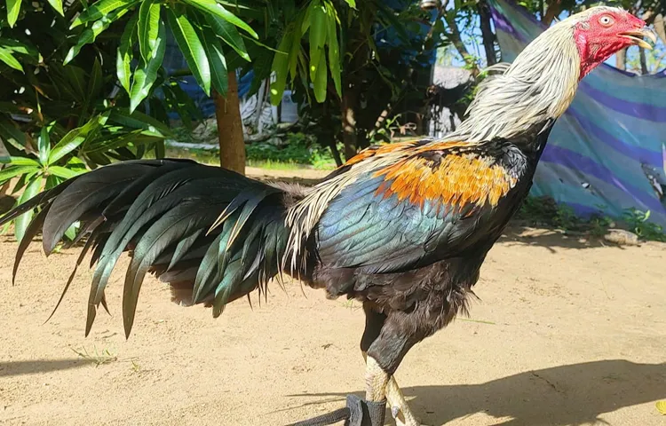 Chickens from Nellore district for Sankranthi races