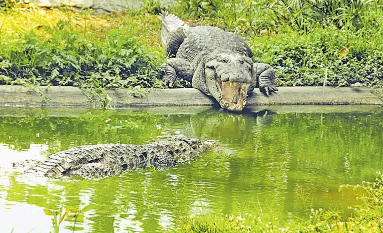 Crocodiles were released into the river