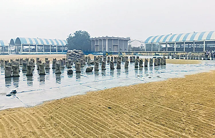 Grain in the agricultural market yard was soaked by rain