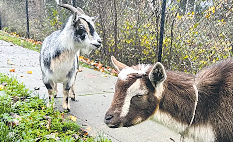 Two goats arrested in American police