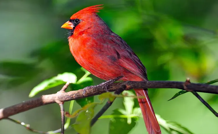 Know about Northern Cardinals Known as Christmas Bird