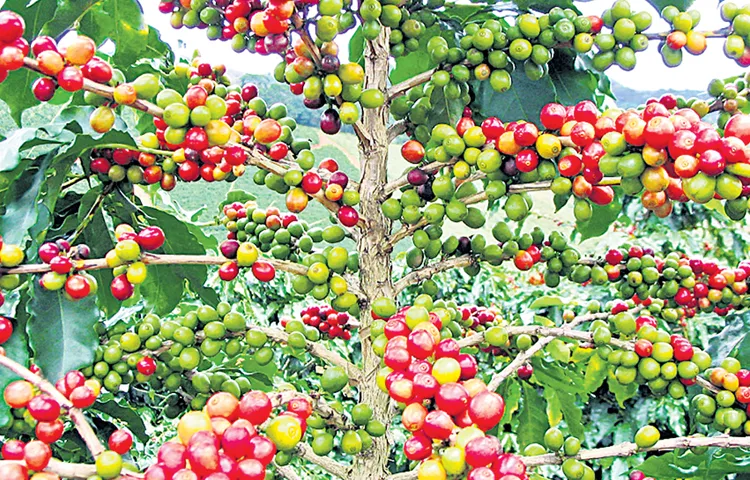 Farmers complain that the prices set by the GCC are exploitative