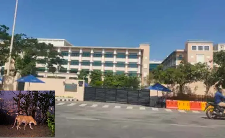 Leopard Spotted Infosys Mysuru Campus Asked Employees To Work From Home