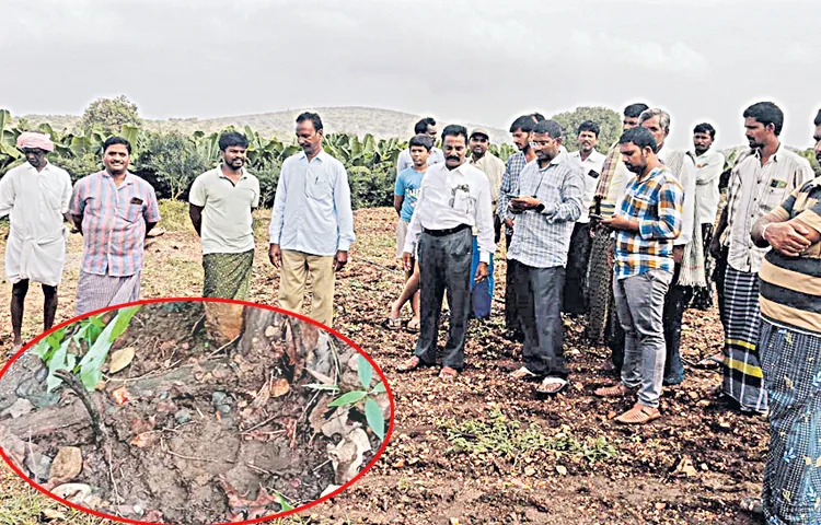 Tigers roam in YSR and Alluri districts