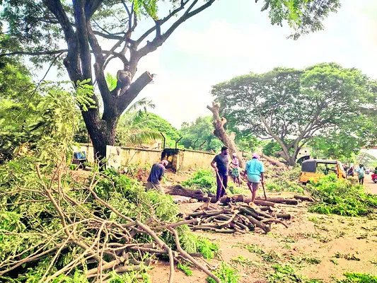 రోడ్డు విస్తరణ పేరిట చెట్ల తొలగింపు