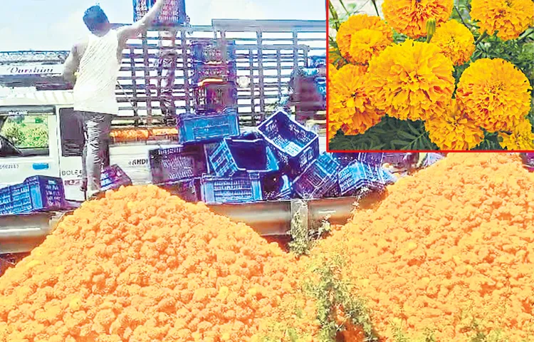 No market for desi bhanti flowers 