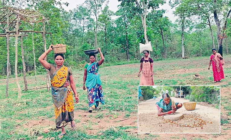 Adivasi financial resource Ippa Puvvu In khammam